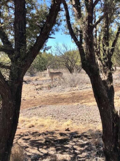 Cottonwood Creek - Alpine, Tx